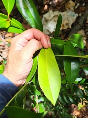 Pimenta racemosa grisea