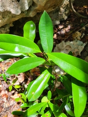 Pimenta racemosa grisea