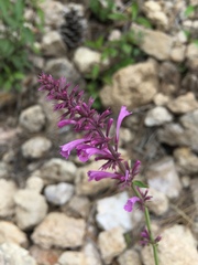 Agastache mearnsii
