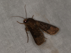 Agrotis clavis
