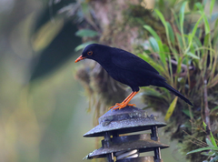 Turdus serranus
