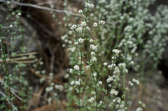 Galium matthewsii