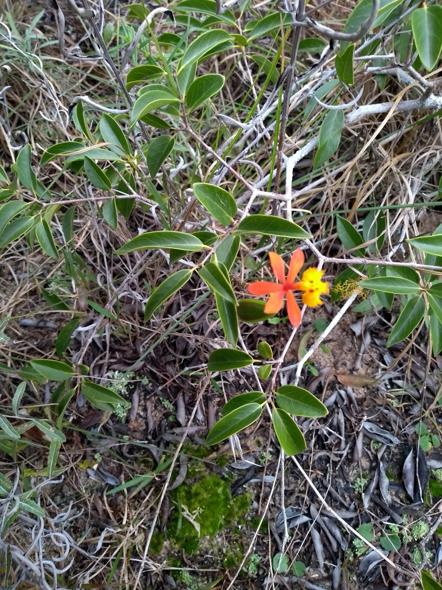 Epidendrum fulgens