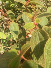 Miconia neourceolata