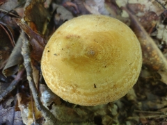 Lactarius scrobiculatus canadensis