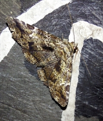 Zaleops umbrina