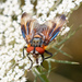 Phasia hemiptera - Photo (c) Felix Fleck, some rights reserved (CC BY-NC), uploaded by Felix Fleck