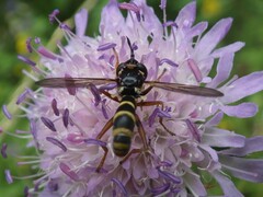 Conops quadrifasciatus