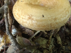 Lactarius scrobiculatus canadensis