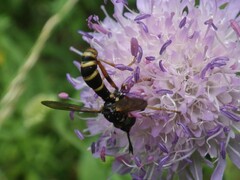 Conops quadrifasciatus