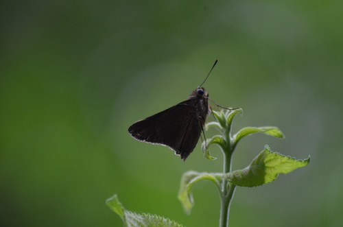 Monk Skipper photo 3