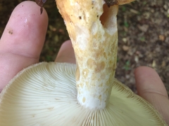 Lactarius scrobiculatus canadensis