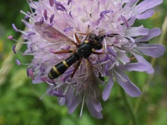 Conops quadrifasciatus
