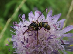 Conops quadrifasciatus