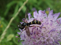 Conops quadrifasciatus