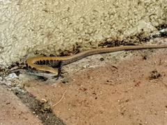 Elgaria multicarinata