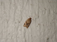 Clepsis peritana