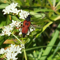 Anastrangalia laetifica