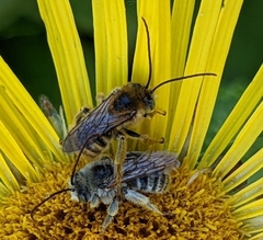 Melissodes microstictus