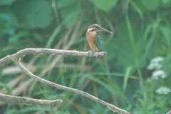 Alcedo atthis bengalensis