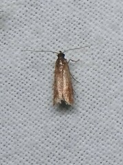 Peoria roseotinctella