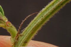 Desmanthus acuminatus
