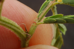 Desmanthus acuminatus
