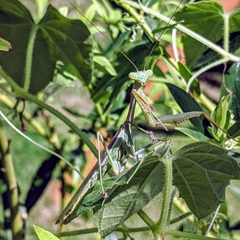 Stagmomantis limbata