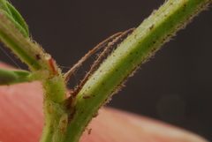 Desmanthus acuminatus