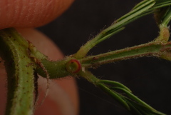 Desmanthus acuminatus