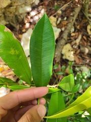 Pimenta racemosa grisea