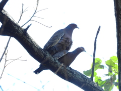 Patagioenas picazuro