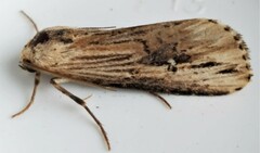 Crambodes talidiformis