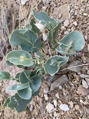 Astragalus asclepiadoides