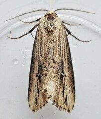 Crambodes talidiformis