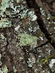 Usnea subgracilis