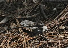 Williamsonia lintneri