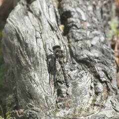 Williamsonia lintneri