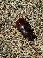 Lucanus capreolus