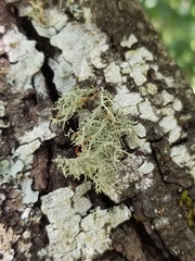 Usnea subgracilis