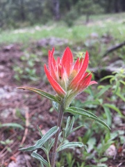 Castilleja aspera