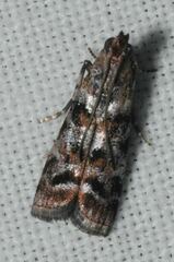 Dioryctria pygmaeella