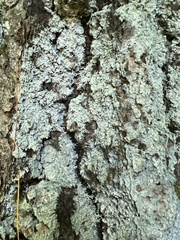 Lecanora appalachensis