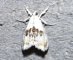 Lipocosma septa
