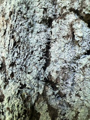 Lecanora appalachensis