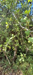 Prunus ursina