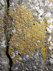 Candelariella vitellina