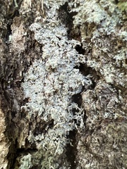 Lecanora appalachensis