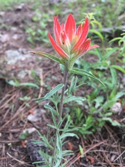 Castilleja aspera