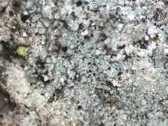 Lecanora appalachensis